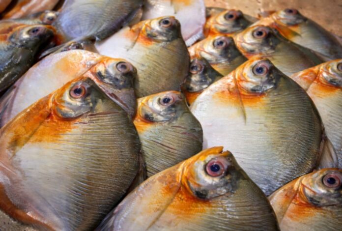 FVS_Pacu_divulgação (1)