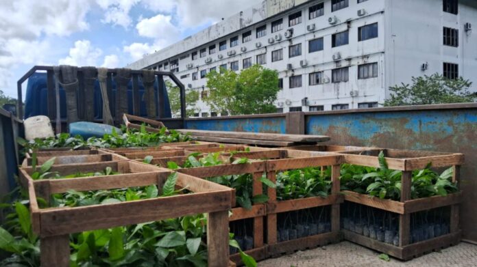 Idam_mudas de castanha_Fotos divulgação (1)