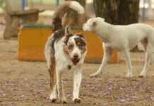 Mais de 300 animais buscam um lar em grande evento de adoção em São Paulo neste sábado