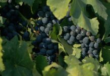 Documentário sobre cultura do vinho no Brasil ganha exibição na TV Brasil