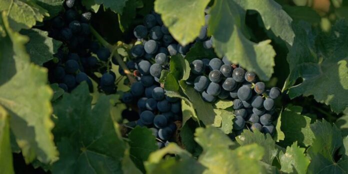 Documentário sobre cultura do vinho no Brasil ganha exibição na TV Brasil