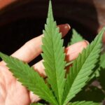 Anvisa debate nesta quarta novas regras para produção de cannabis medicinal no Brasil após decisão do STJ