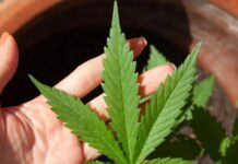 Anvisa debate nesta quarta novas regras para produção de cannabis medicinal no Brasil após decisão do STJ