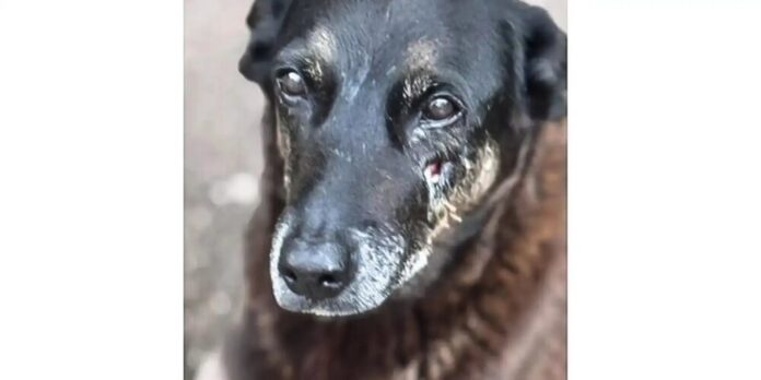 Caso Orelha Morte de Cão em SC Adolescentes Investigados por Crueldade e Coação de Testemunhas