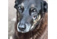 Adolescentes suspeitos de espancar cão Orelha até a morte retornam ao Brasil e são alvo de operação policial