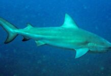 Tubarão-cabeça-chata é apontado como provável autor de ataque fatal a adolescente em Olinda