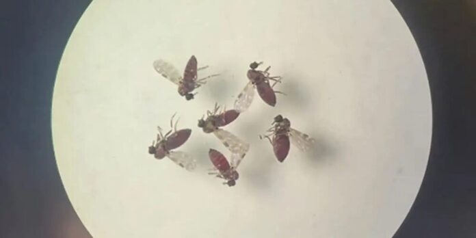 Estudo detalha diferenças sutis entre febre do Oropouche e dengue