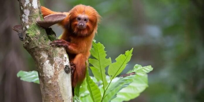 TV Brasil exibe maratona de série sobre animais em extinção