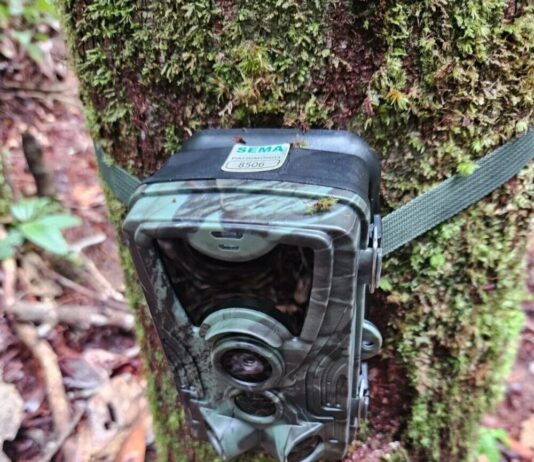 Câmeras trap são instaladas em Unidades de Conservação da BR-319 para monitorar fauna