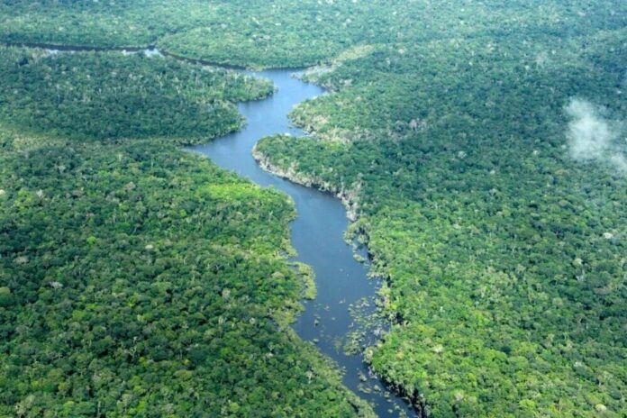 Amazonas registra queda histórica de 56,4% no desmatamento em janeiro de 2026
