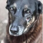 Hospital veterinário municipal Leste em São Paulo passa a funcionar 24 horas