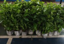 Nova lei no Amazonas prioriza café Robusta Amazônico em compras públicas estaduais