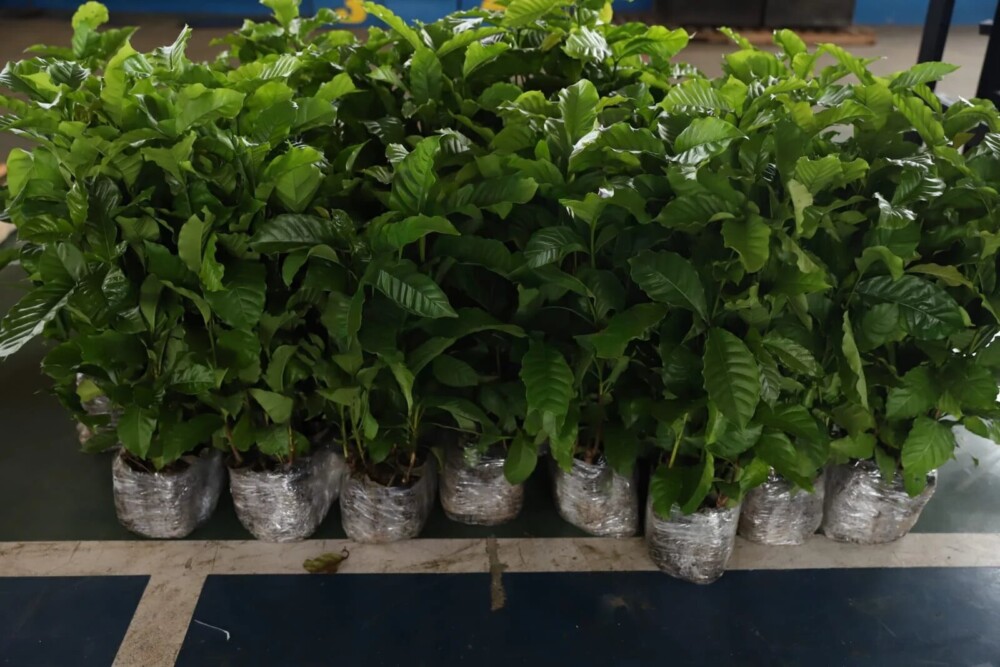 Nova lei no Amazonas prioriza café Robusta Amazônico em compras públicas estaduais