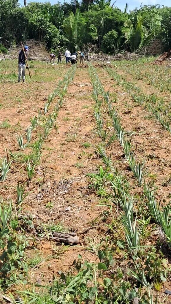 Idam conclui plantio de 9,25 mil mudas de abacaxi em Unidade Demonstrativa de Humaitá