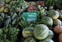 Edital do PAA abre inscrições para agricultores indígenas e comunidades tradicionais no Amazonas