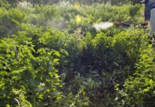 Comitê define ações prioritárias para programa de redução do uso de agrotóxicos no Brasil