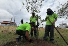 Prefeitura de Manaus planta 13.400 mudas em 2026 e avança na arborização da capital
