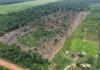 Operação Tamoiotatá 6: Mais de R$ 28 milhões em multas na primeira etapa no sul do Amazonas