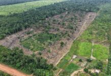 Operação Tamoiotatá 6: Mais de R$ 28 milhões em multas na primeira etapa no sul do Amazonas