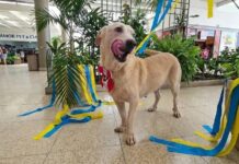 Sepet promove evento de adoção e vacinação animal gratuita no Shopping Ponta Negra neste sábado