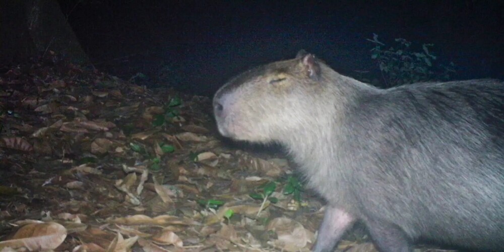 Seis homens são presos após agredir capivara com paus e barras de ferro na Ilha do Governador