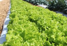 Embrapa inaugura unidade mista de pesquisa e inovação em Mato Grosso para impulsionar o agronegócio local