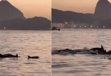 Golfinhos encantam banhistas no Arpoador e sinalizam boas condições ambientais no Rio de Janeiro