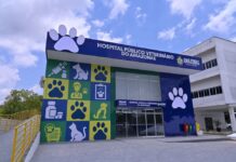 HPVet-AM celebra mais de 33 mil animais atendidos em seis meses