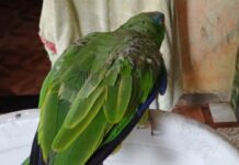 Operação Cativeiro Ilegal resgata 53 animais silvestres e aplica R$ 256 mil em multas em Manaus