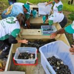 Sema solta mais de 2,5 mil quelônios em Unidades de Conservação no sul do Amazonas