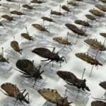 FVS-RCP reforça orientações sobre Doença de Chagas na Amazônia