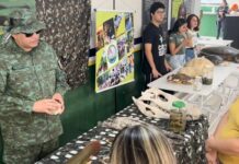 Expo PMAM 2024: Polícia Militar do Amazonas abre exposição gratuita com unidades, cães e cavalos
