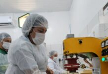 Dia Mundial das Abelhas: Idam destaca atuação com mais de mil meliponicultores no Amazonas