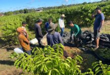 Cafeicultura em Guajará prevê safra de 100 mil sacas com apoio do Idam