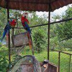 Operação em Manaus resgata araras, jabutis e periquitos de cativeiro ilegal
