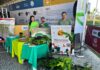 Prefeitura de Manaus impulsiona ODS com doação de mudas e educação ambiental na Ponta Negra