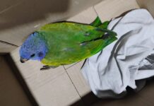 Patrulhamento Ambiental resgata ave e cobra em Manaus