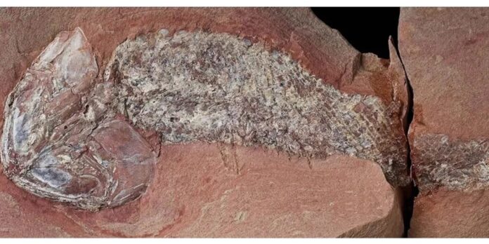 Fóssil de peixe pré-histórico de 254 milhões de anos é encontrado em Mato Grosso