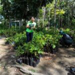 Prefeitura de Manaus celebra Dia da Árvore com recordes de arborização e doação de mudas