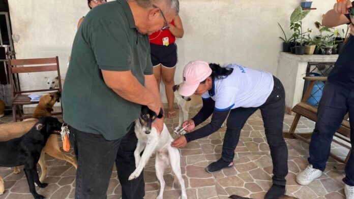 Prefeitura de Manaus: Vacinação antirrábica para cães e gatos segue até novembro nos bairros